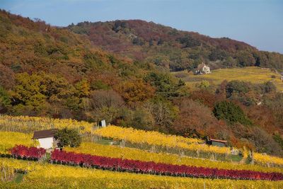 Les délices de l'automne