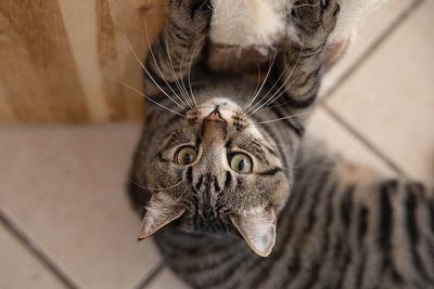 Amour de chats