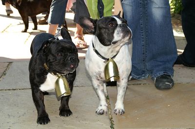 Nos amies les bêtes