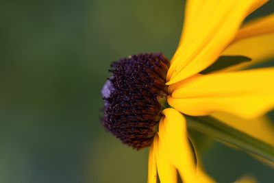 g13/59/348059/3/35983306.eddf1c54.JPEG