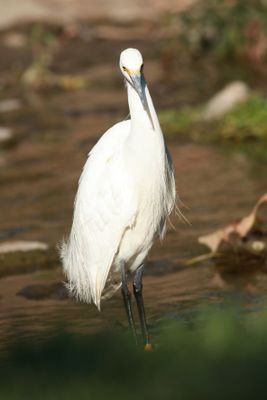 BU7A1752_crop.JPG