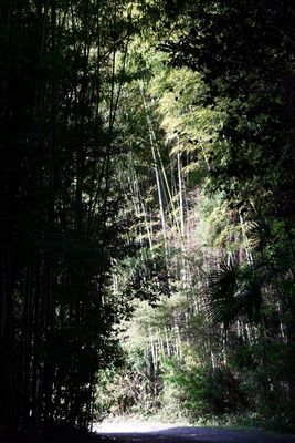 DSC00708_crop.JPG