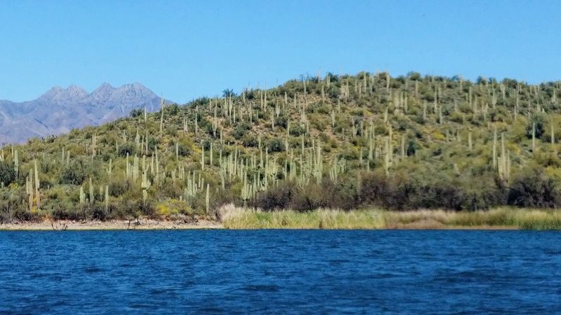 Saguaro Lake