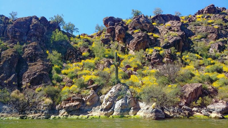 Saguaro Lake