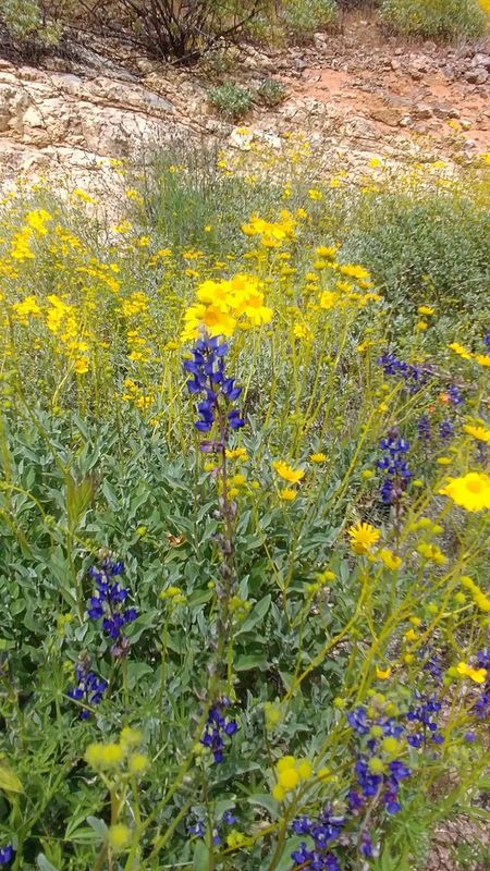 Roadside Wildflowers