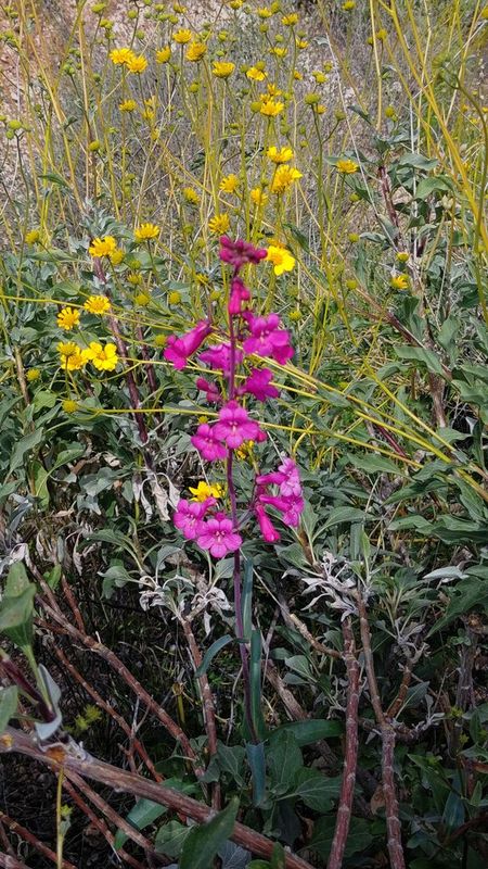Roadside Wildflowers