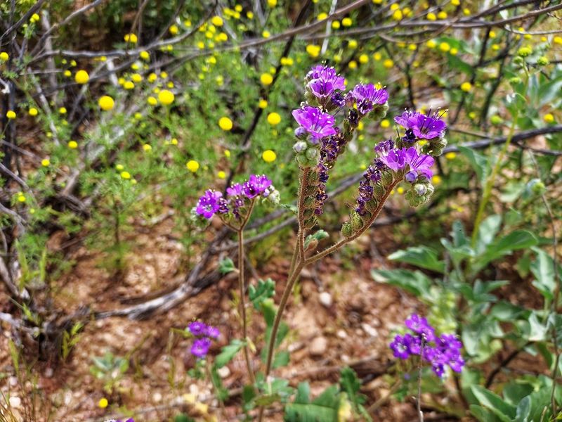Roadside Wildflowers