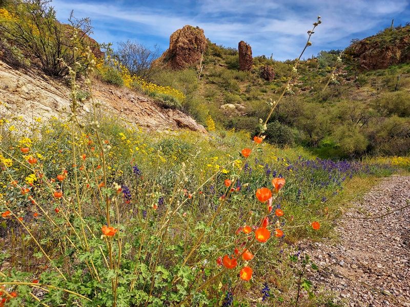 Roadside Wildflowers