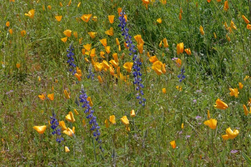 Roadside Wildflowers