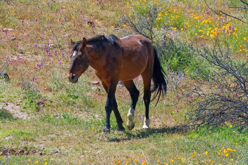 Wild Horse near Saguaro Lake