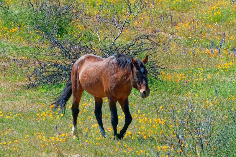 Wild Horse near Saguaro Lake
