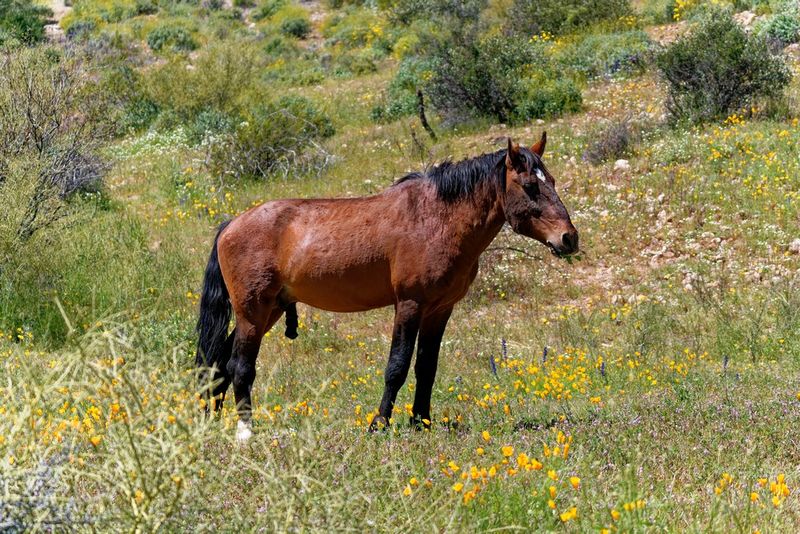 Wild Horse near Saguaro Lake