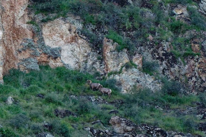 Saguaro Lake Bighorn Sheep