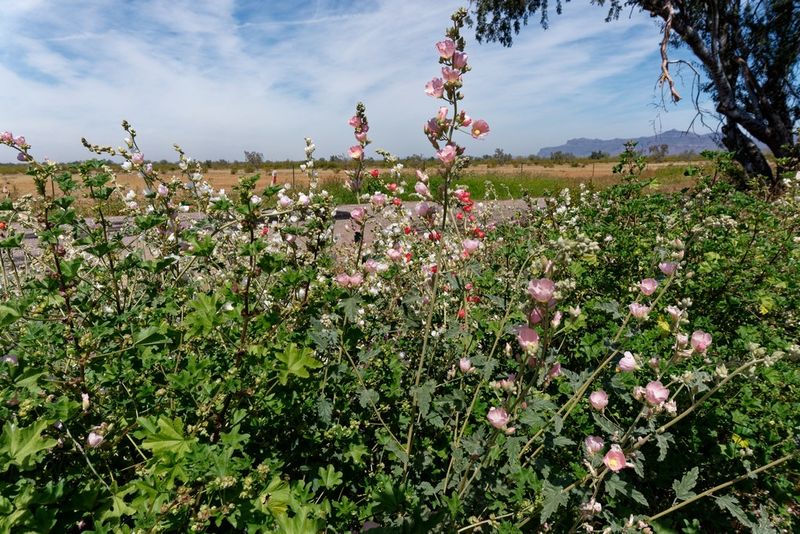 Roadside Wildflowers