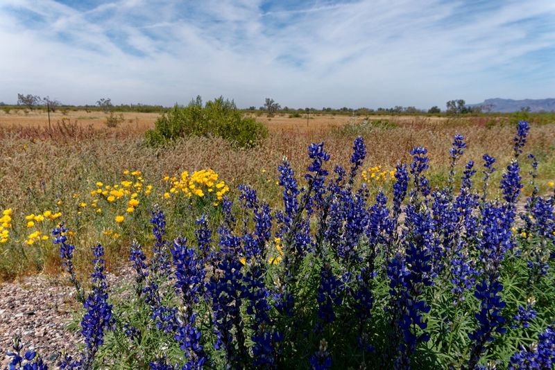 Roadside Wildflowers