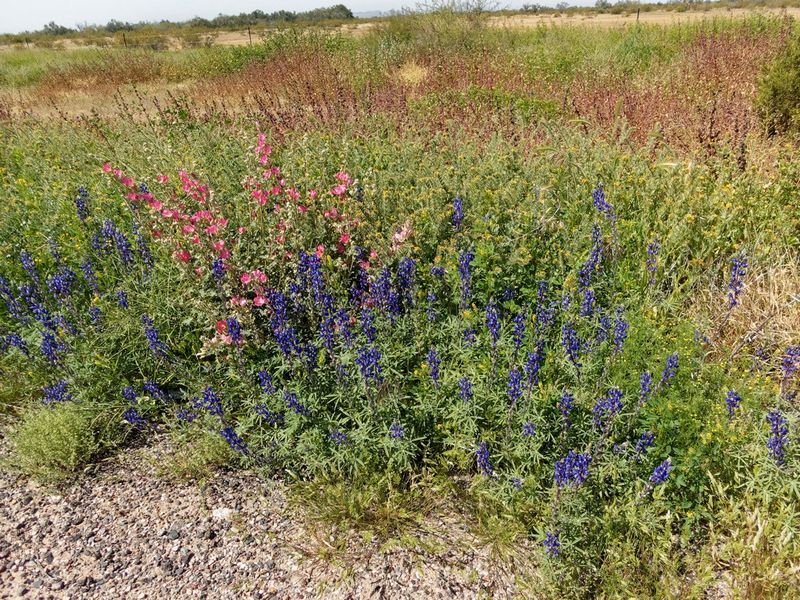 Roadside Wildflowers