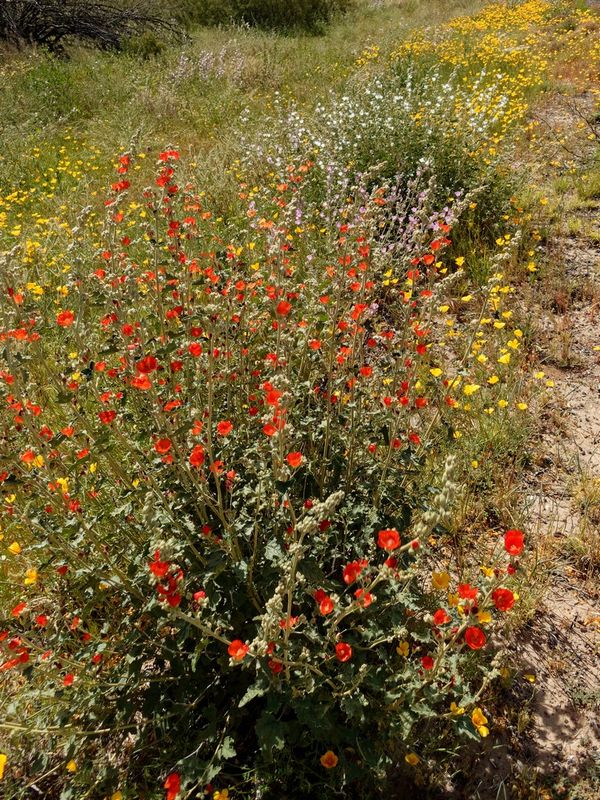 Roadside Wildflowers