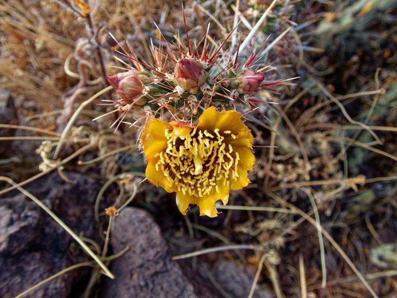 Picacho Peak State Park
