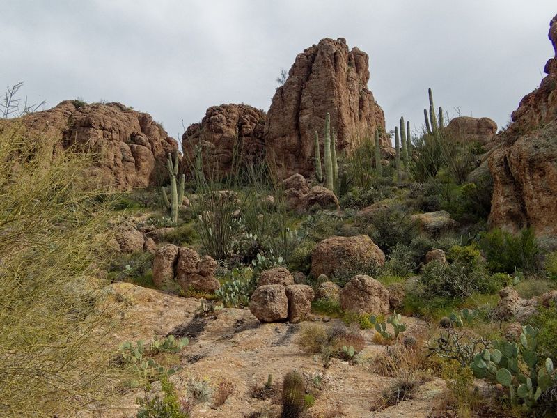 Boyce Thompson Arboretum