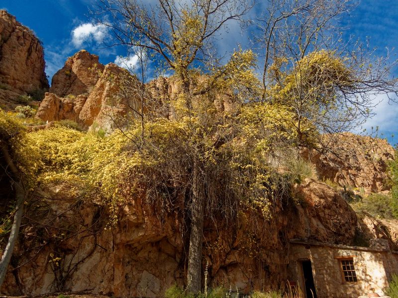 Boyce Thompson Arboretum