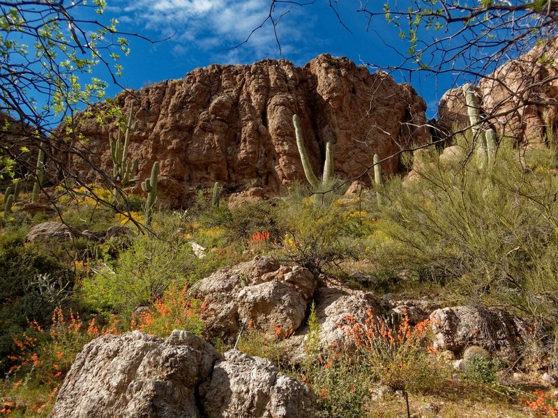 Boyce Thompson Arboretum