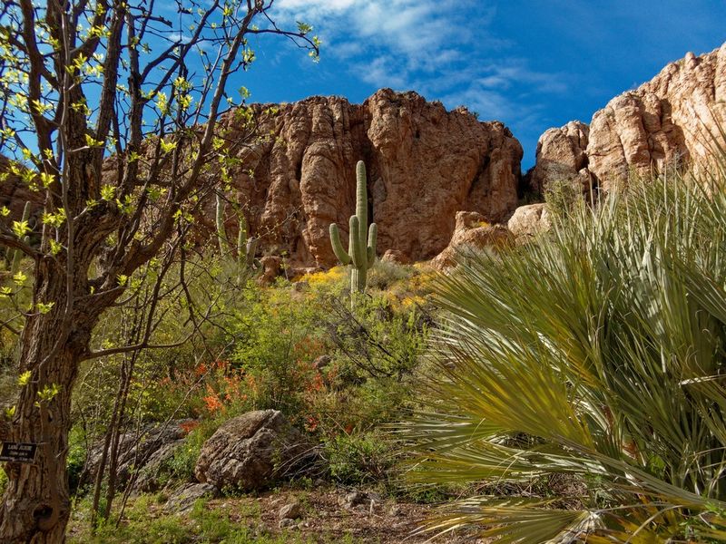 Boyce Thompson Arboretum
