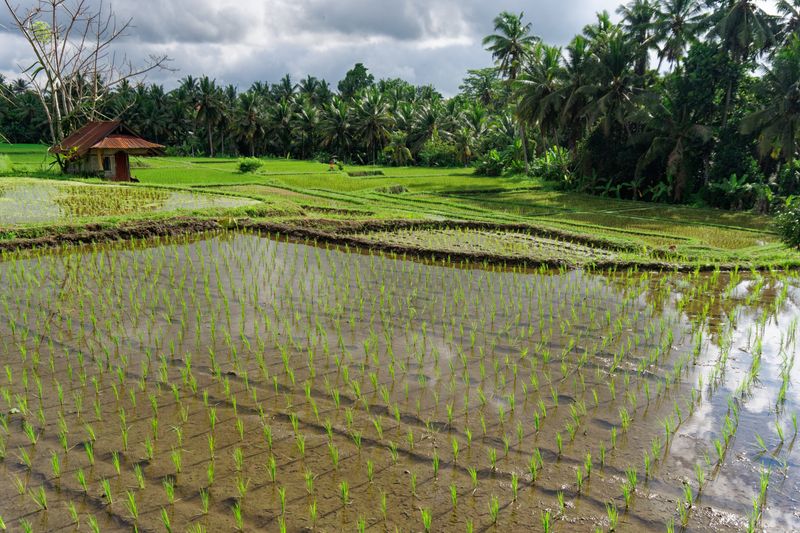 Rice field 1