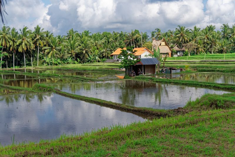 Rice field 2