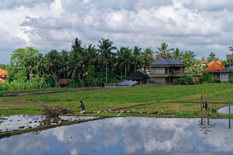 Rice field 3