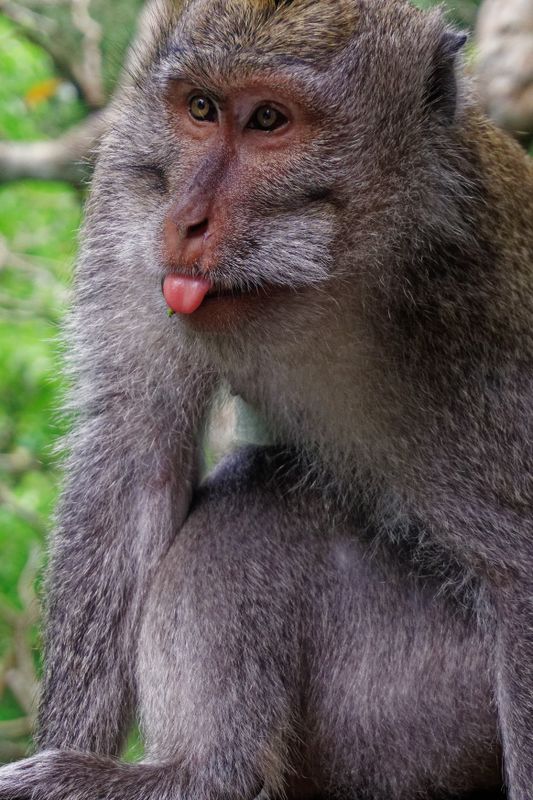 Sacred monkey forest 3