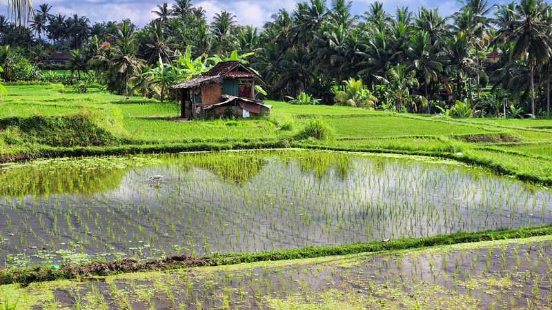 Rice field 4