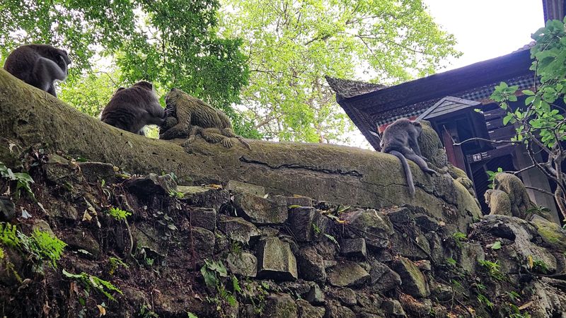 Sacred monkey forest 5