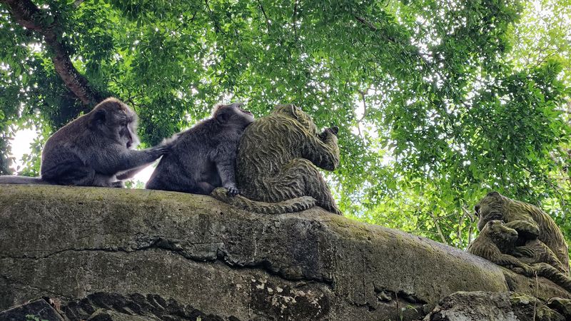 Sacred monkey forest 6
