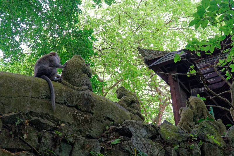 Sacred monkey forest 9