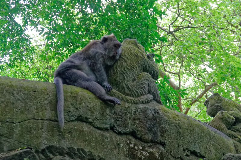 Sacred monkey forest 9
