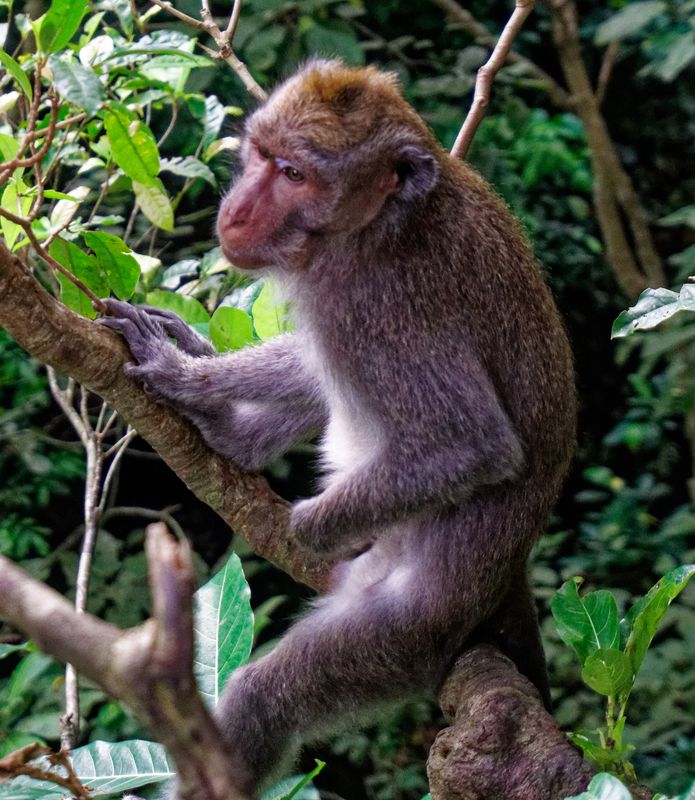 Sacred monkey forest 10