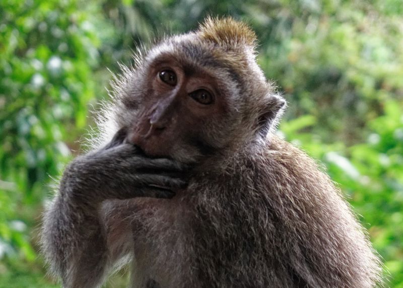 Sacred monkey forest 11