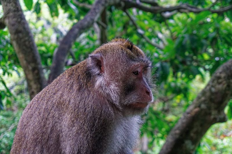 Sacred monkey forest 12