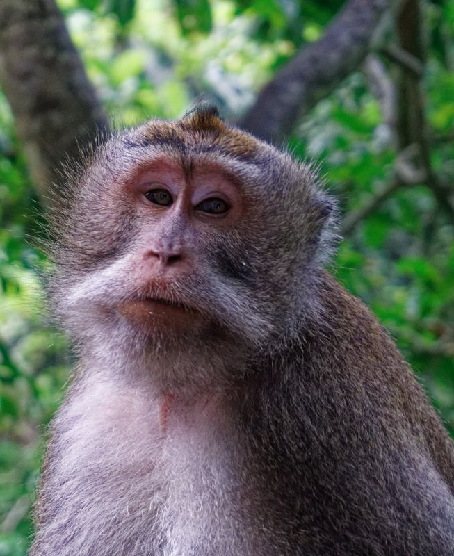 Sacred monkey forest 13