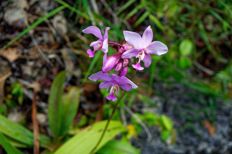 Wild orchid