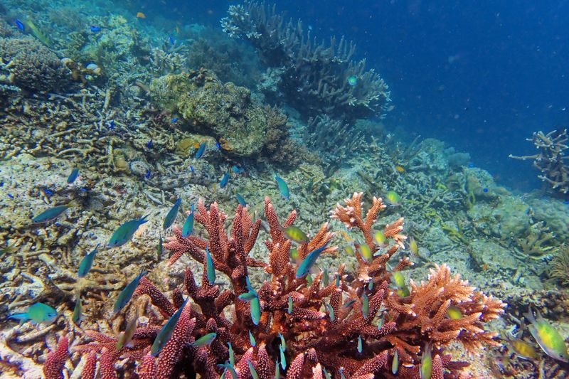 Coral landscape