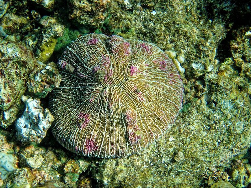Mushroom coral