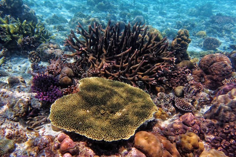 Coral landscape