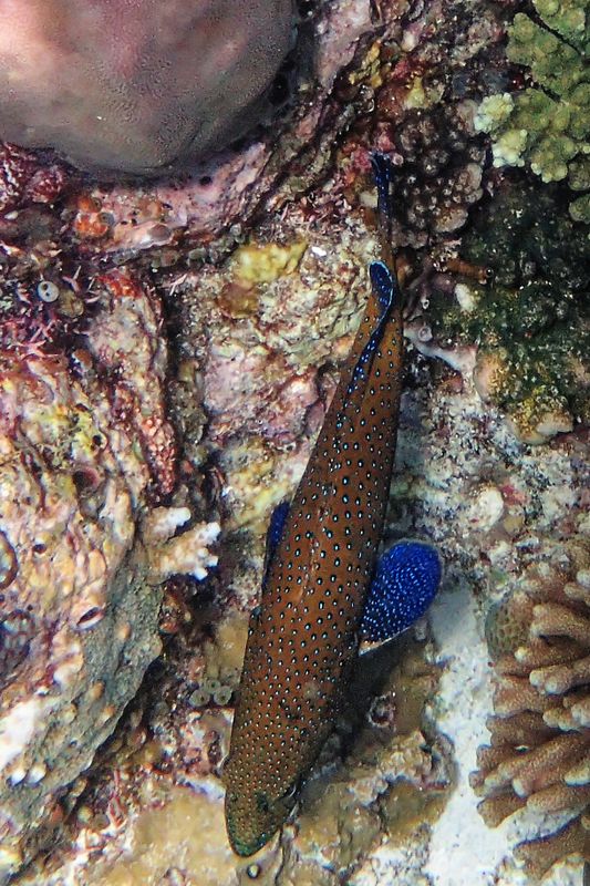 Peacock Hind