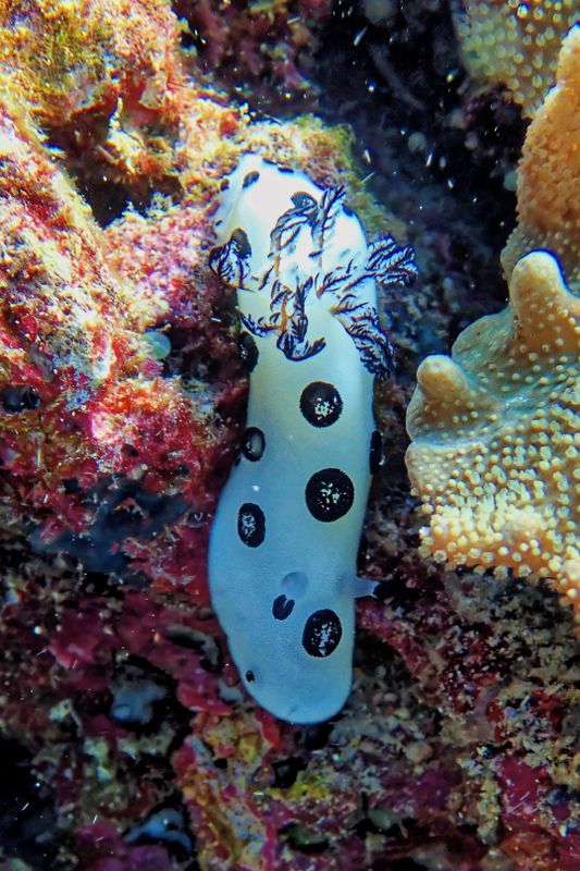 Ringed velvet dorid