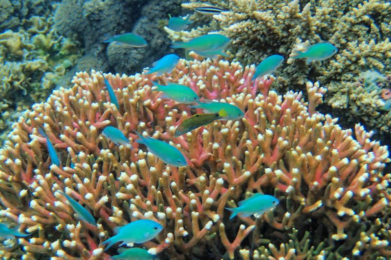 Green chromis