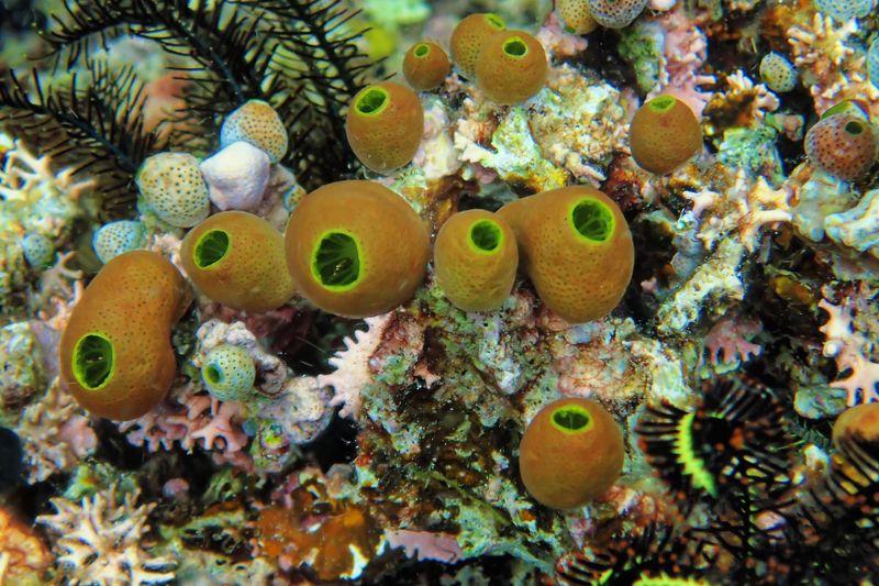 Green barrel sea squirt