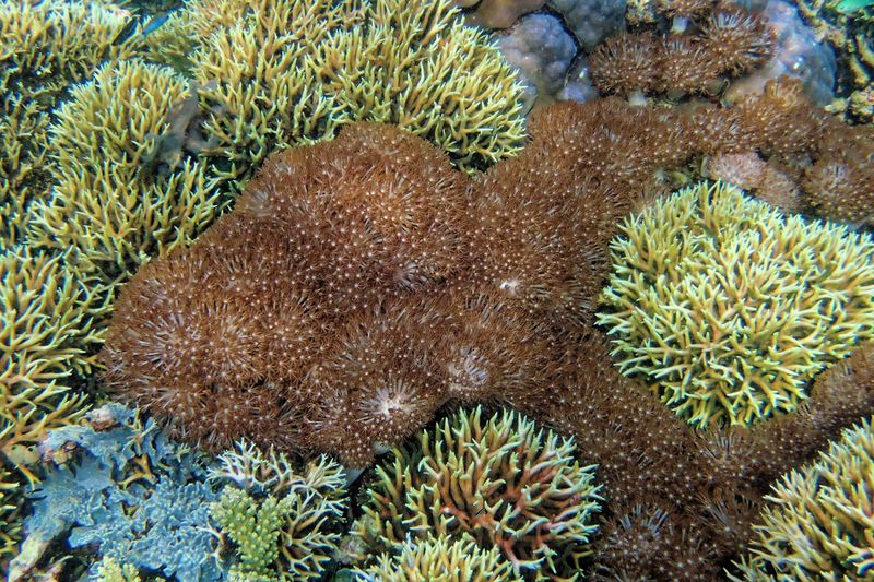 Coral landscape