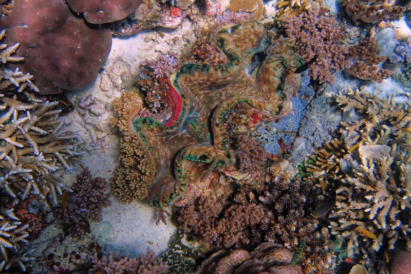 Giant clam