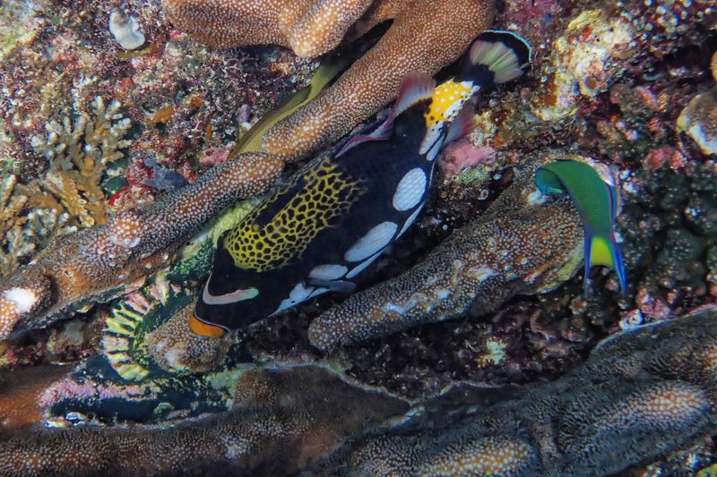 Clown triggerfish